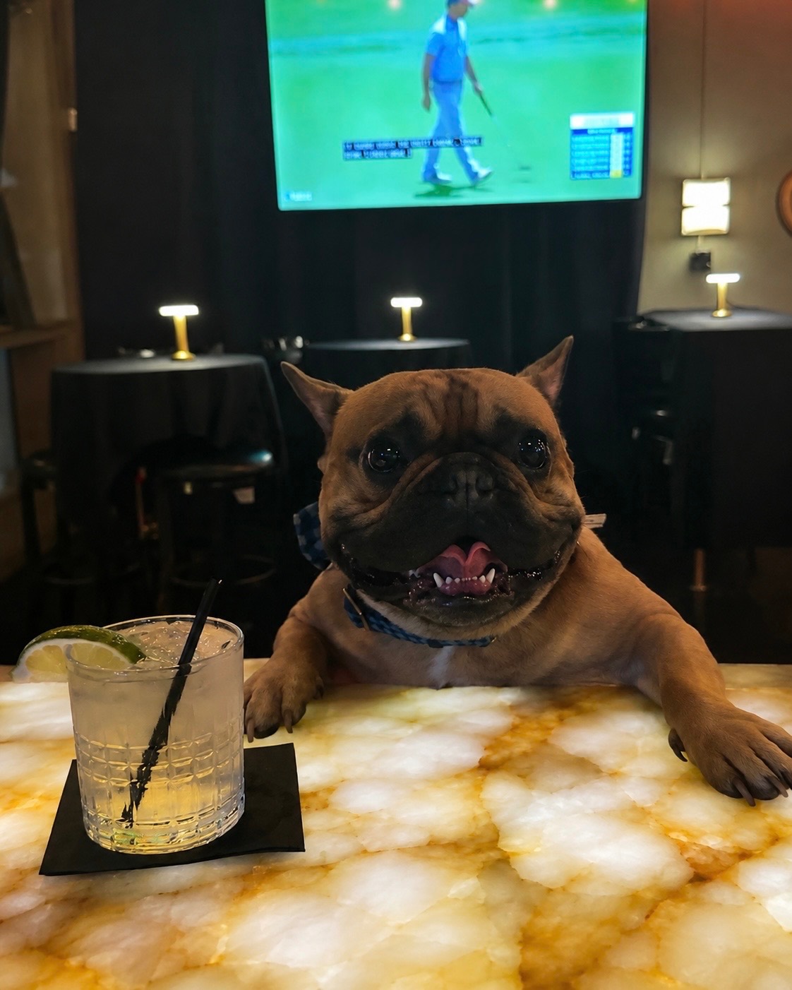 Rico — the official mascot of Main Street Social